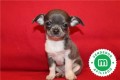 chihuahuas-azules-bebes-para-reservar-small-3