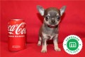 chihuahuas-azules-bebes-para-reservar-small-6