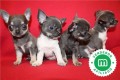 chihuahuas-azules-bebes-para-reservar-small-5