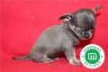 chihuahuas-azules-bebes-para-reservar-small-8