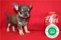 chihuahuas-azules-bebes-para-reservar-small-7