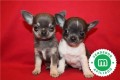 chihuahuas-azules-bebes-para-reservar-small-1