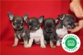 chihuahuas-azules-bebes-para-reservar-small-4