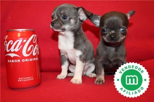 chihuahuas-azules-bebes-para-reservar-big-2