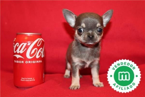 chihuahuas-azules-bebes-para-reservar-big-6