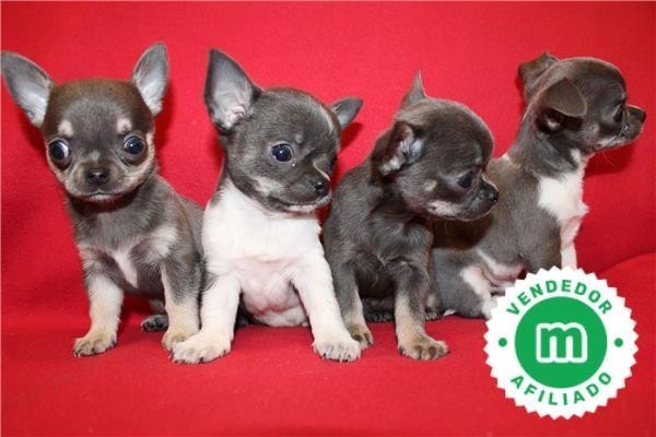 chihuahuas-azules-bebes-para-reservar-big-5