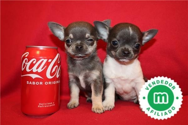 chihuahuas-azules-bebes-para-reservar-big-0