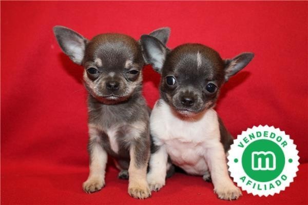 chihuahuas-azules-bebes-para-reservar-big-1