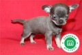 cachorros-de-chihuahua-azul-disponibles-small-8