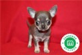 cachorros-de-chihuahua-azul-disponibles-small-1