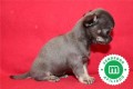 cachorros-de-chihuahua-azul-disponibles-small-5