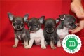 cachorros-de-chihuahua-azul-disponibles-small-3