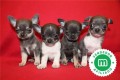 cachorros-de-chihuahua-azul-disponibles-small-2