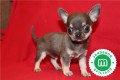 cachorros-de-chihuahua-azul-disponibles-small-0