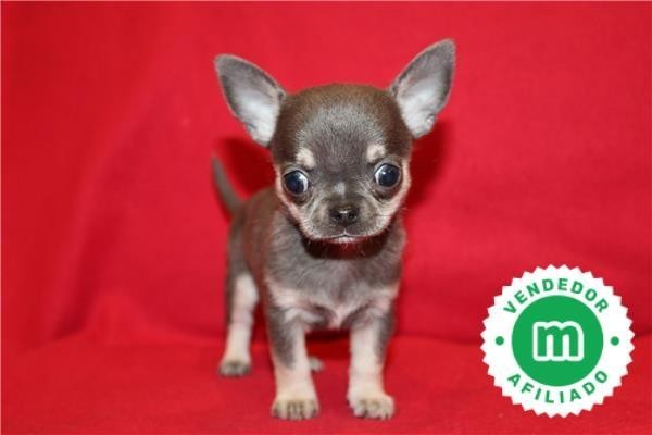 cachorros-de-chihuahua-azul-disponibles-big-1