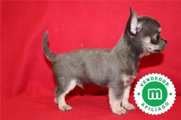 cachorros-de-chihuahua-azul-disponibles-big-7