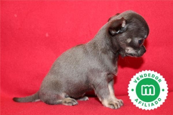 cachorros-de-chihuahua-azul-disponibles-big-5