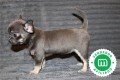 chihuahua-puppies-now-available-small-8