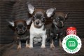 chihuahua-puppies-now-available-small-0