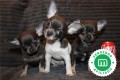 chihuahua-puppies-now-available-small-1