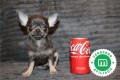 chihuahua-puppies-now-available-small-7