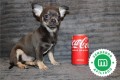 chihuahua-puppies-now-available-small-6