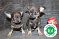 chihuahua-puppies-now-available-small-3