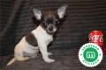 chihuahua-puppies-now-available-small-4