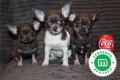 chihuahua-puppies-now-available-small-2