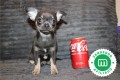 chihuahua-puppies-now-available-small-5