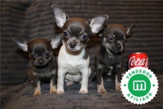 CHIHUAHUA PUPPIES NOW AVAILABLE 