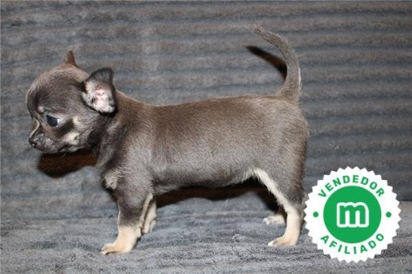 chihuahua-puppies-now-available-big-8