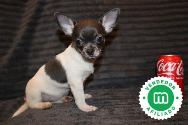 chihuahua-puppies-now-available-big-4