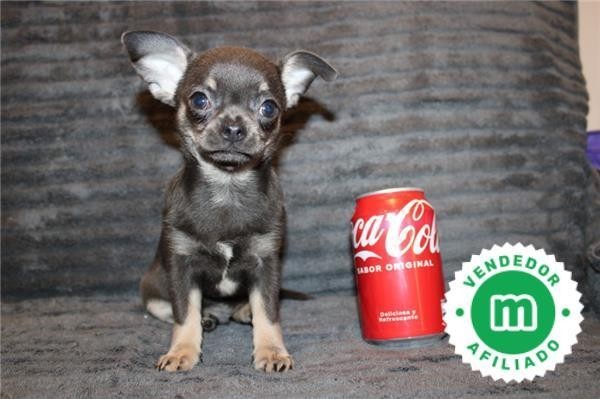 chihuahua-puppies-now-available-big-5