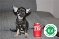 chihuahua-macho-excelente-calidad-small-3