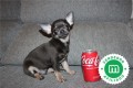 chihuahua-macho-excelente-calidad-small-6