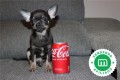 chihuahua-macho-excelente-calidad-small-4