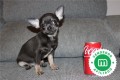 chihuahua-macho-excelente-calidad-small-0