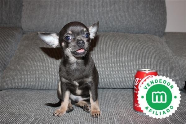 chihuahua-macho-excelente-calidad-big-2