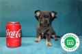 disponibles-cachorros-chihuahua-azul-small-0