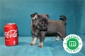 disponibles-cachorros-chihuahua-azul-small-5