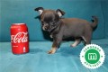 disponibles-cachorros-chihuahua-azul-small-3