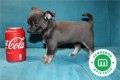 disponibles-cachorros-chihuahua-azul-small-4