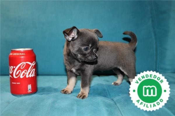 disponibles-cachorros-chihuahua-azul-big-5