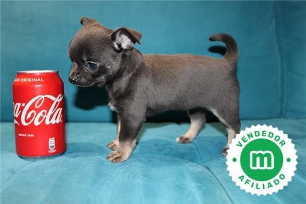 disponibles-cachorros-chihuahua-azul-big-4