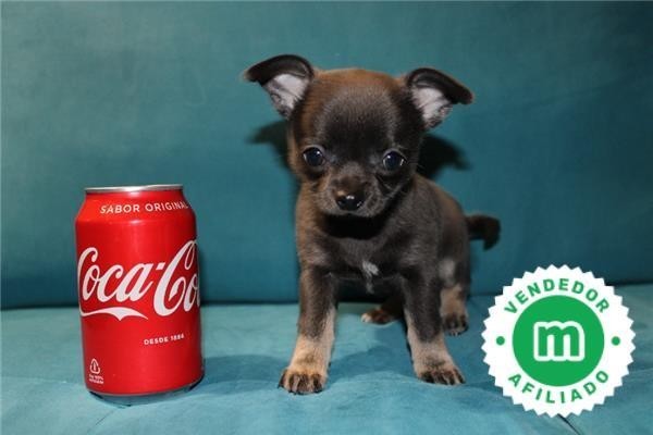 disponibles-cachorros-chihuahua-azul-big-2