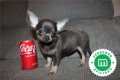 chihuahuas-de-color-azul-con-pedigri-small-4