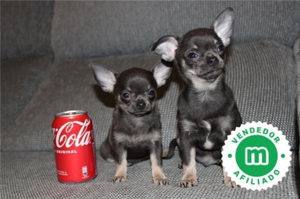 chihuahuas-de-color-azul-con-pedigri-big-2