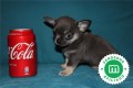 cachorros-de-chihuahua-blue-pedigri-small-5