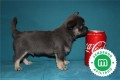 cachorros-de-chihuahua-blue-pedigri-small-7